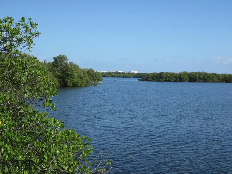 Lake Worth Lagoon shoreline with mangroves